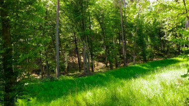Kashubia 'daki güzel orman. Polonya. Kuzey Polonya 'nın güzel doğası.
