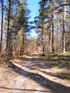 Kış mevsiminde ormanları uyandırmak inanılmaz. Kuzey Polonya 'da ilkbahar başlarında. Doğanın güzelliği konsepti.