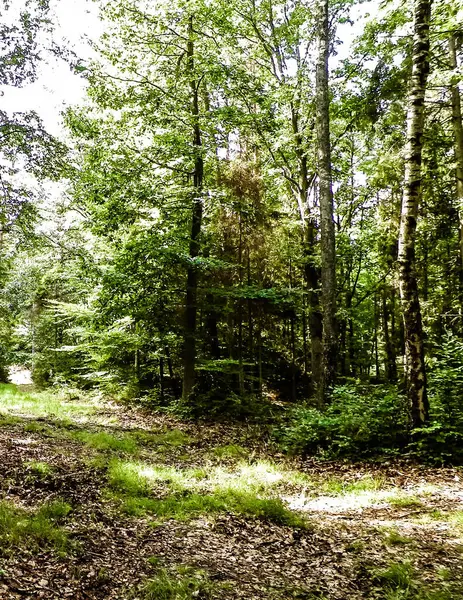 Vahşi orman manzarası. Yeşil orman güneşli bir günde, yaz mevsiminde. Güzel doğa Pomerania - Kuzey Polonya bölgesi.