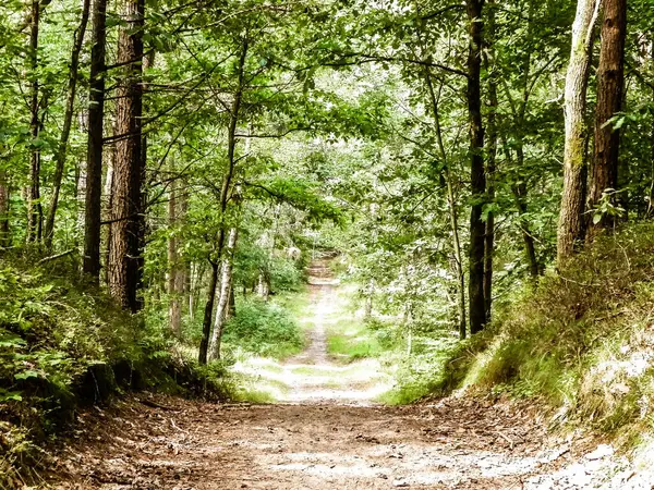 Yeşil ormanda yol. Yaz ormanı manzarası. Kuzey Polonya doğası. Seyahat ve doğa kavramı.