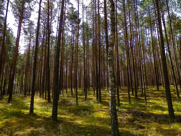 Tuchola Ormanı manzarası, Güney Kashubia, Polonya. Yaz doğası ve seyahat kavramı.