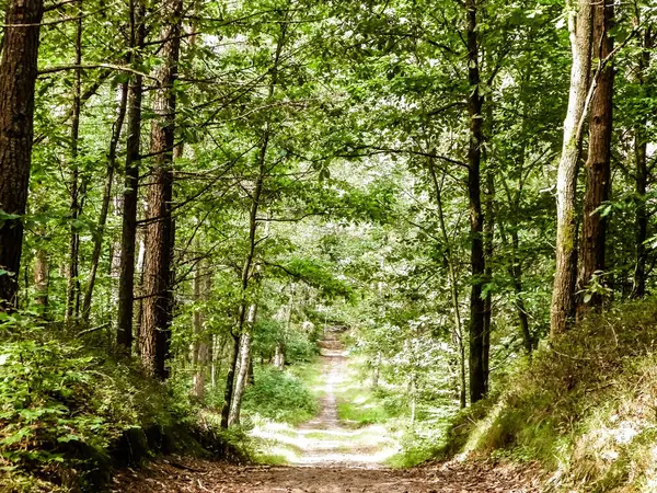 Yeşil ormanda yol. Yaz ormanı manzarası. Kuzey Polonya doğası. Seyahat ve doğa kavramı.