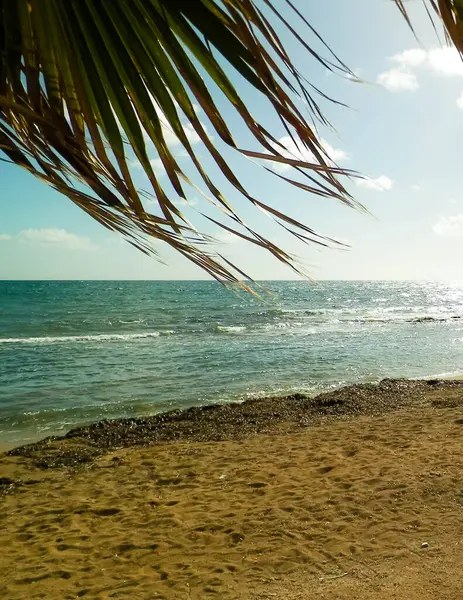 Paphos City yakınlarındaki tropik plaj, Kıbrıs adası. Boşluğu mavi gökyüzünde kopyala - bir kartpostal için iyi bir arkaplan.