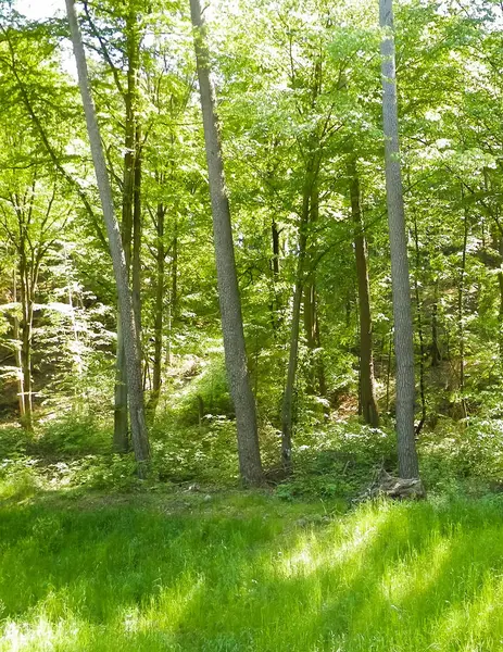 Kashubia 'daki güzel orman. Polonya. Kuzey Polonya 'nın güzel doğası.