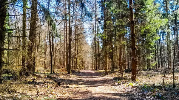 Kış mevsiminde ormanları uyandırmak inanılmaz. Kuzey Polonya 'da ilkbahar başlarında. Doğanın güzelliği konsepti.