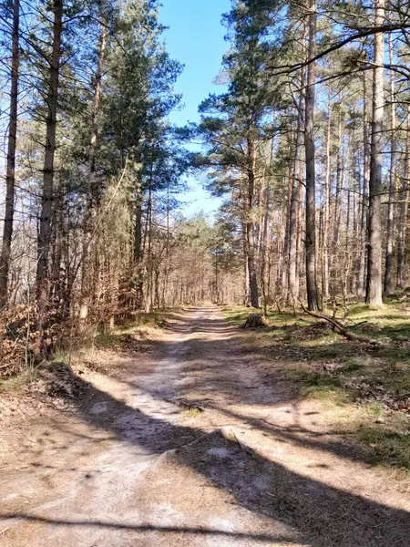 Kış mevsiminde ormanları uyandırmak inanılmaz. Kuzey Polonya 'da ilkbahar başlarında. Doğanın güzelliği konsepti.