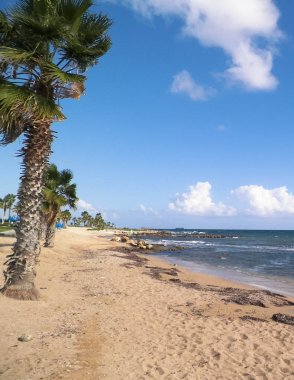 Kıbrıs adası Paphos City yakınlarındaki tropik palmiye, sahil ve Akdeniz manzarası. Seyahat kavramı.