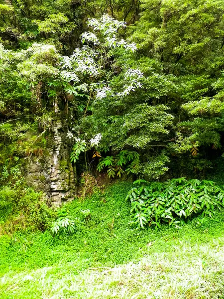 Sao Miguel Adası 'nda vahşi, tropikal bir orman. Azores.