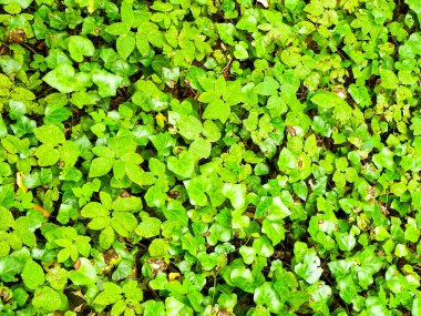 Yeşil sarmaşık doğal bir arka plan. Doğal fenomen.