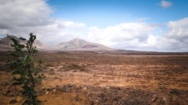 Lanzarote Adası 'nda çöl. Kanarya takımadalarının saf doğası.