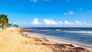 Kıbrıs adası Paphos City yakınlarındaki tropik palmiye, sahil ve Akdeniz manzarası. Seyahat kavramı.