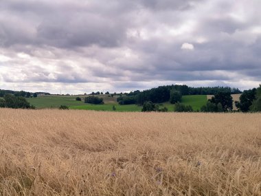 Kashubia 'daki çayır üzerinde kara bulutlar. Yağmurlu hava geliyor. Kuzey Polonya 'nın güzel doğası.