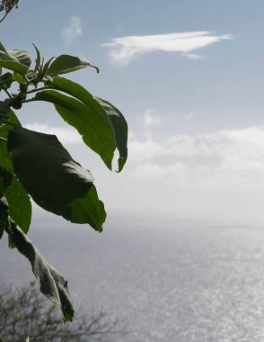 Sao Miguel 'in egzotik adası Azores' ten Atlantik deniz ufku. Boşluğu kopyala.