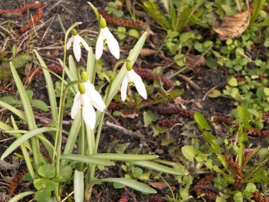 Baharın ilk günü çayırdaki kardamlaları. Baharın başlarında.