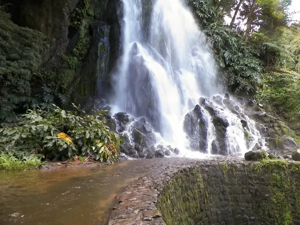 Tropikal ormanda şelale. Azores Takımadası. Sao Miguel Adası.