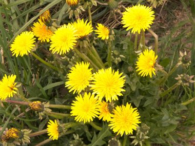 Sarı karahindiba çiçekleri. Çayır üzerinde Taraxacum bürosu..