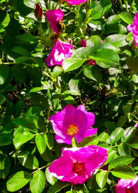 Doğal arka plan olarak pembe kır çiçeği. Doğanın güzelliği.