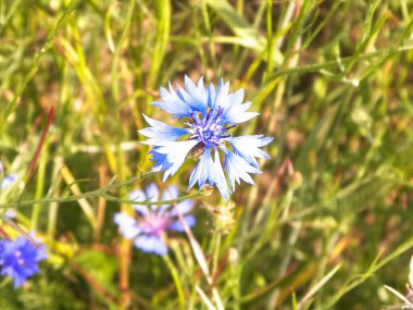 Mavi iris çiçeğine yaklaş. Doğal arka plan. Doğanın güzelliği.