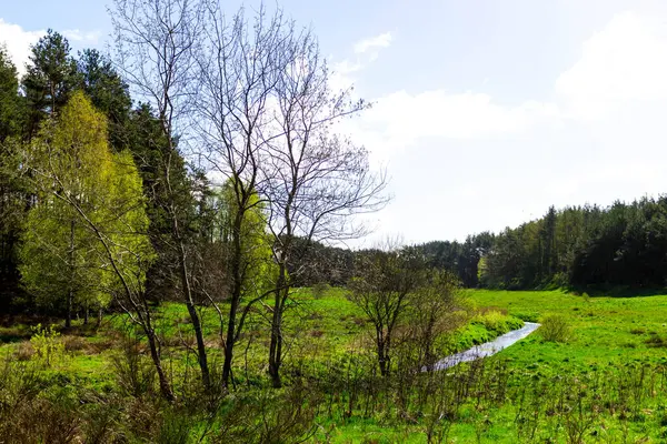 Kuzey Polonya doğası. Kashubia bölgesi, büyüleyici doğal manzara..