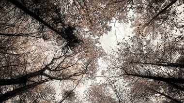 Doğanın arka planı olarak sonbahar ormanı ağaçları. Altın sonbahar, kopyalama alanı. BW filtre tonu