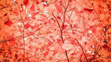Sonbahar ağaçlarının dalları doğal arka plan olarak. Altın sonbahar, kopyalama alanı. Kırmızı soyut filtre tonu.