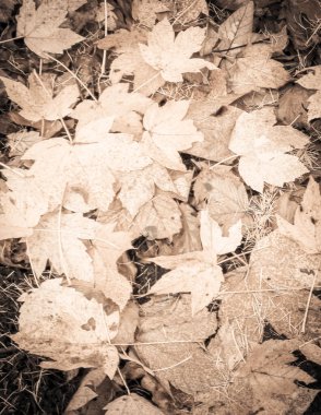 Sonbahar yapraklarını doğal arka plan olarak kapat. Altın sonbahar, kopyalama alanı. Soyut filtre tonu