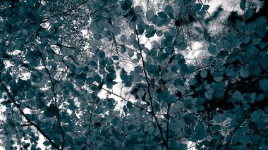 Sonbahar ağaçlarının dalları doğal arka plan olarak. Altın sonbahar, kopyalama alanı. BW soyut filtre tonu.