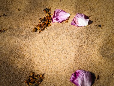 Rose petals on sand as nature background. Copy space.