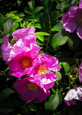 Pembe, yaban gülü desenli. Rosa acicularis - yaz doğa konsepti.