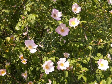 Beyaz, yaban gülü şelalesine yaklaş. Rosa acicularis - yaz doğa konsepti.