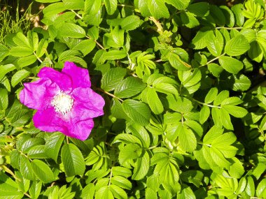 Pembe, yaban gülü desenli. Rosa acicularis - yaz doğa konsepti.