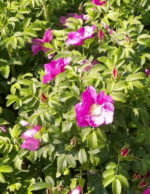 Pink, wild rose flofers. Rosa acicularis - summer nature background.