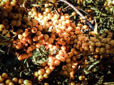 Pyracantha M. Roem 'a yakın. Doğa geçmişi olarak. Pyracantha 'nın adı da Soleil d' Or. Meyve ve yaprakları yenilebilir ve Çin tıbbında kullanılır..