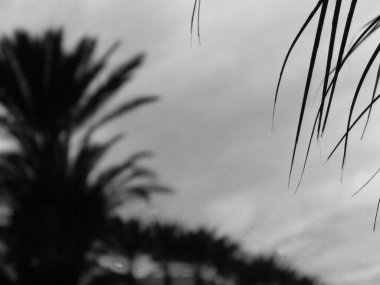 Doğa konsepti. Günbatımı arka planında palmiye yaprakları. Soyut fotoğraf, bw filtre tonu, kopyalama alanı.