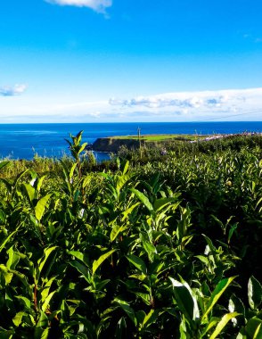 Arka planda, Porto Formoso 'daki çay tarlası ve Atlantik Okyanusu manzarası.