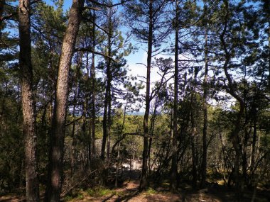 Stilo 'daki orman. Kuzey Polonya. Baltık Denizi kıyısı.