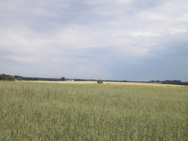 Kashubia 'da bir tarla. Tarım konsepti. Kuzey Polonya.