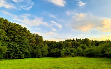 Ormanın ortasında bir çayır olsa ne güzel olurdu. Kuzey Polonya 'da dondurucu bahar.