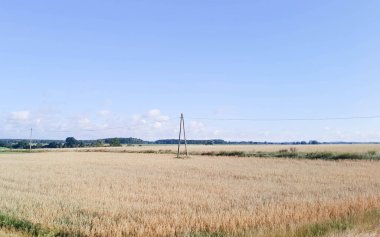 Yazın sonunda Kashubian tarlası. Kuzey Polonya 'da tarım.