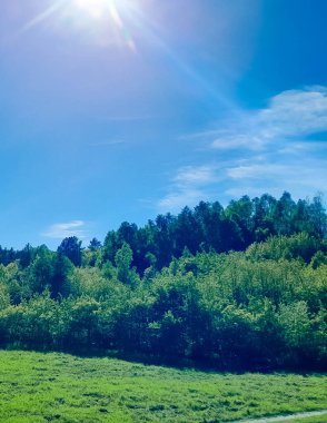 Ormanın ortasında bir çayır olsa ne güzel olurdu. Kuzey Polonya 'da dondurucu bahar.