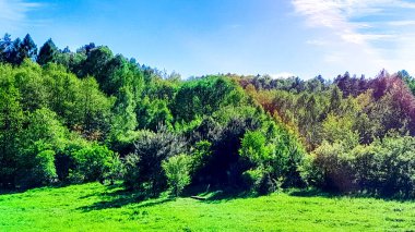 Ormanın ortasında bir çayır olsa ne güzel olurdu. Kuzey Polonya 'da dondurucu bahar.