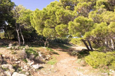 Marfa Yarımadası Malta 'daki Orman 2000 Doğa Koruma Alanı. Malta Adası 'ndaki tek orman sakini..