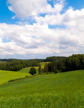 Yazın Kashubia 'nın inanılmaz doğası. Yeşil tarlalar, tepeler ve çayırlar.