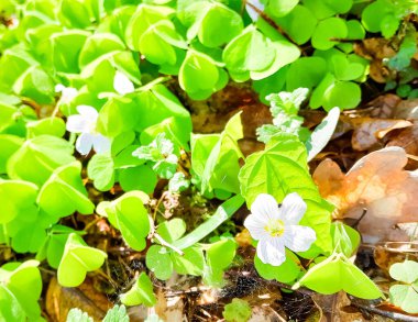 Ormandaki küçük çiçekler ve yoncalar. Bahar doğası.