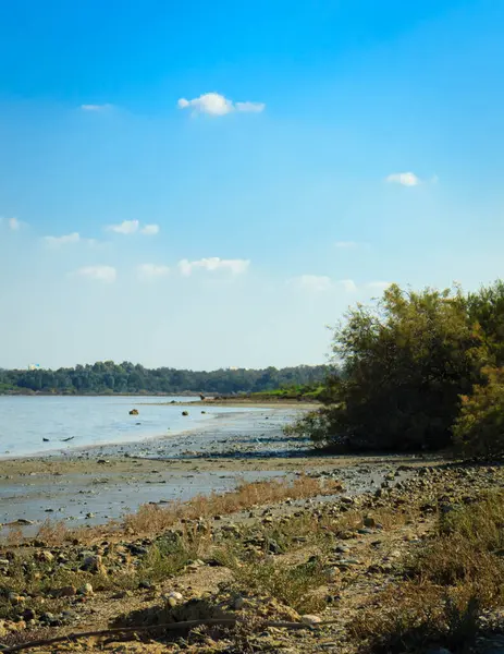 Larnaka Gölü, Kıbrıs. Larnaka yakınlarındaki Salt Gölü 'nde. Flamingo kuşlarının doğal yaşam alanı.