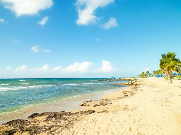 Kıbrıs adası Paphos City yakınlarındaki tropik palmiye, sahil ve Akdeniz manzarası. Seyahat kavramı.