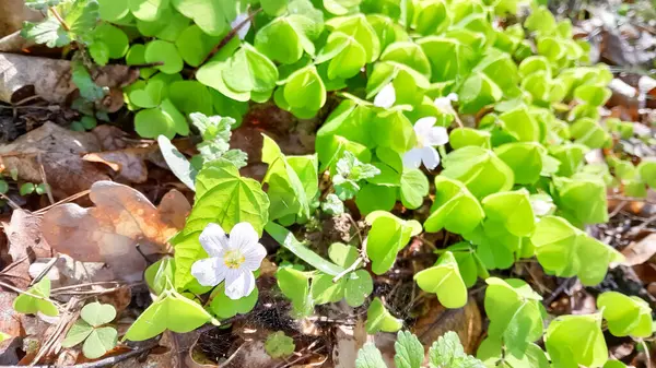 Ormandaki küçük çiçekler ve yoncalar. Bahar doğası.