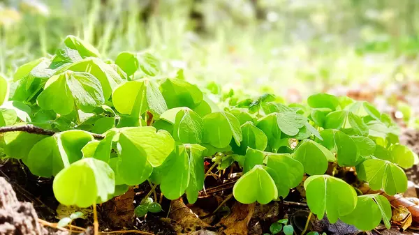 Genç yonca bitkileri kıştan sonra uyanıyor. Bahar doğasının güzelliği.