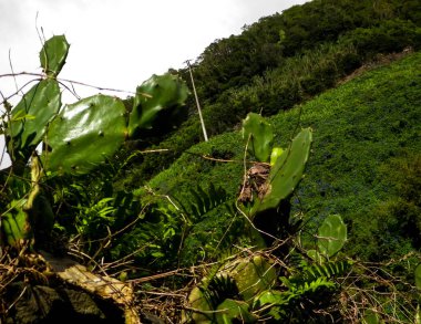 Dikenli armuda yakın çekim ve Janela do Inferno Rezervi 'nin doğal arka planı Sao Miguel Azores.