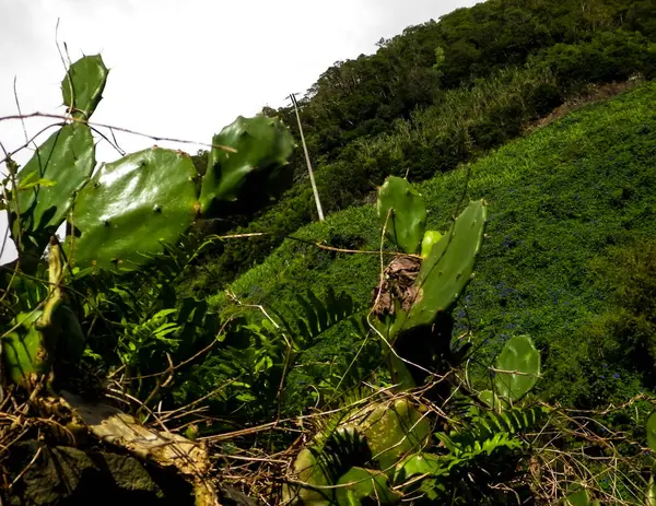 Dikenli armuda yakın çekim ve Janela do Inferno Rezervi 'nin doğal arka planı Sao Miguel Azores.